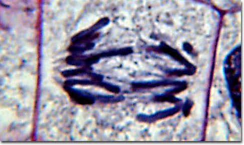 Mitosis: Early Anaphase