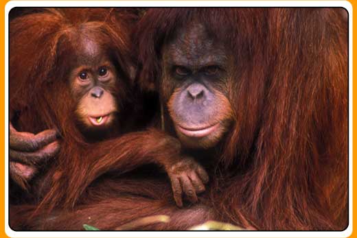 Orangutans sitting close
