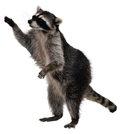 raccoon-wbg[1].jpg